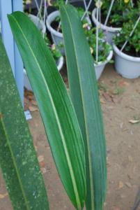 Plant show 2012 (31).JPG